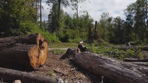 Best Tree Fertilization  in Maysville, OK