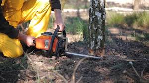 Best Tree Trimming and Pruning  in Maysville, OK