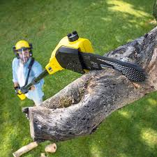 Best Stump Grinding and Removal  in Maysville, OK