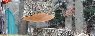Best Arborist Consultation Services  in Maysville, OK
