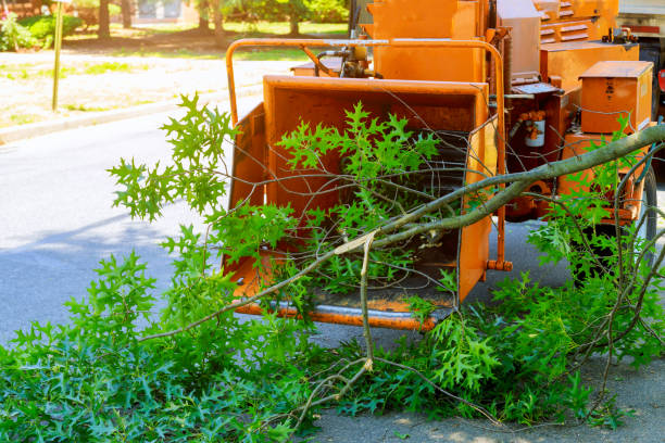 Best Firewood Processing and Delivery  in Maysville, OK