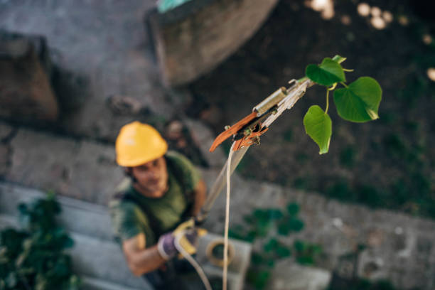 Best Commercial Tree Services  in Maysville, OK