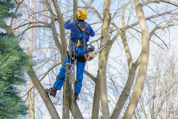 Best Tree Removal  in Maysville, OK