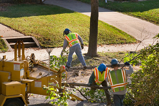 Best Tree Risk Assessment  in Maysville, OK