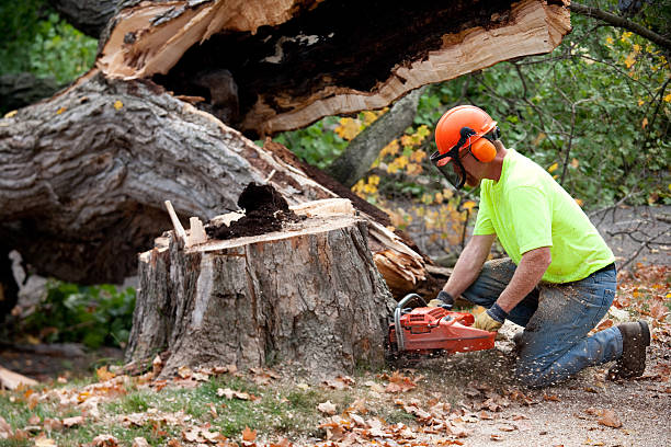 How Our Tree Care Process Works  in  Maysville, OK