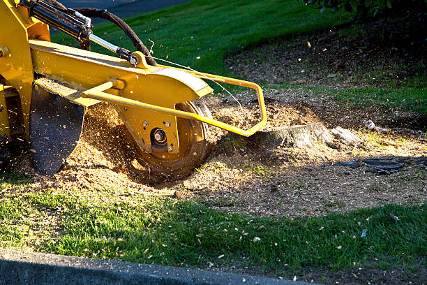 Best Lawn Disease Treatment  in Maysville, OK