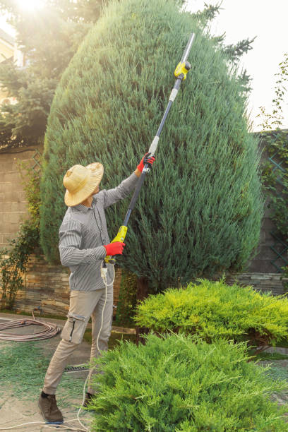 Best Aeration Services  in Maysville, OK