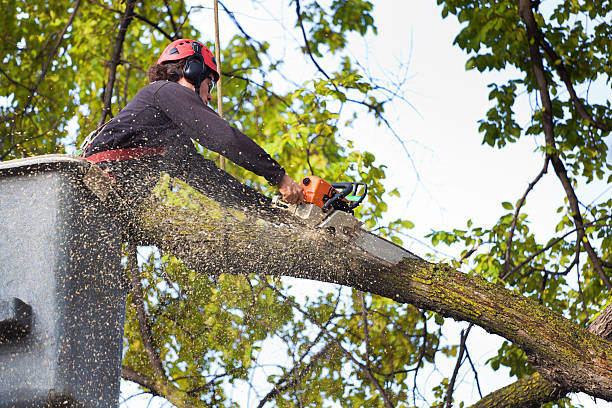  Maysville, OK Tree Services Pros