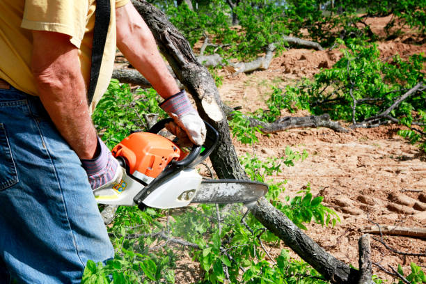 Best Tree Health Inspection  in Maysville, OK